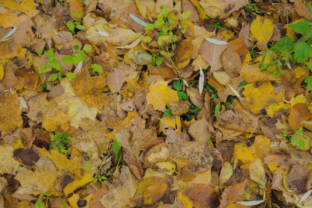 Ramassage de feuilles mortes
